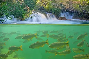 Formoso: Piraputanga Fish in Rio Formoso - half over / half