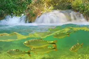 Formoso: Piraputanga Fish in Rio Formoso - half over / half
