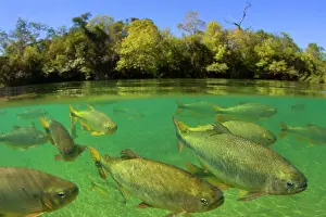 Formoso: Piraputanga Fish in Rio Formoso - half over / half