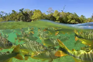 Formoso: Piraputanga Fish in Rio Formoso - half over / half