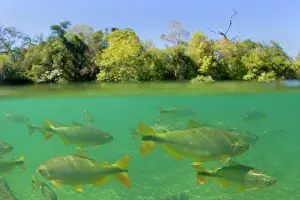 Formoso: Piraputanga Fish in Rio Formoso - half over / half