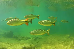 Formoso: Piraputanga Fish in Rio Formoso - underwater shot