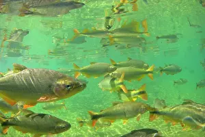 Formoso: Piraputanga Fish in Rio Formoso - underwater shot