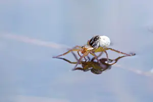 Sack: Pirate Wolf Spider - on water with Egg Sack