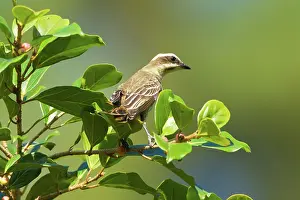 Arenal: Piratic Flycatcher