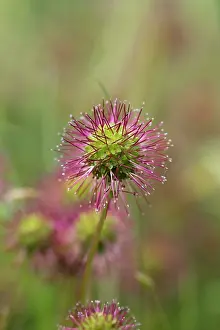 Grow: Piri Piri Burr
