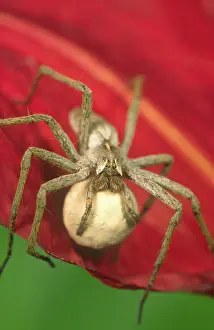 Mirabilis: Pisaura Spider - Carrying Egg Sac