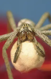 Mirabilis: Pisaura Spider - Carrying Egg Sac