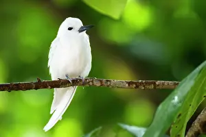 Angel: Pisonia Tree