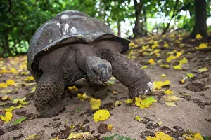 Slow: Pisonia Tree