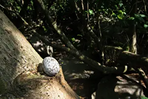 Cousin: Pisonia Tree