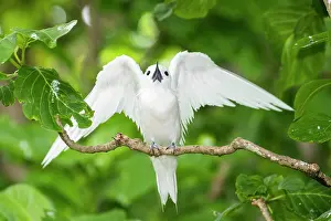 Angel: Pisonia Tree
