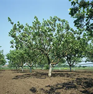 Vera: Pistachio Nut Orchard