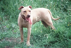 Cooling: PIT BULL TERRIER DOG