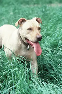 Collars: PIT BULL TERRIER DOG