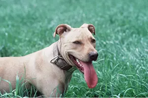 Collars: PIT BULL TERRIER DOG - tongue out panting