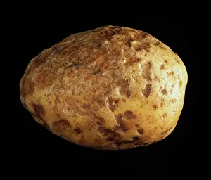 Pits: Pit rot of potato