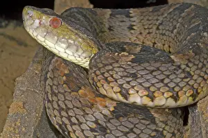 Bothrops: Pit Viper