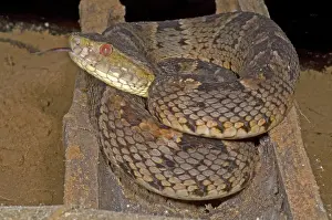 Bothrops: Pit Viper