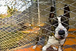 Corniot: Pitbull dog cage in the APS