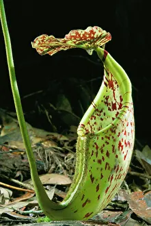 Pitcher: Pitcher Plant
