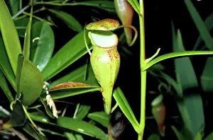 Pitcher: PITCHER PLANT