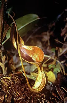 Pitcher: PITCHER PLANT