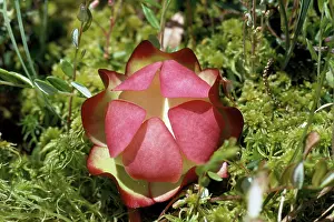Pitcher: PITCHER PLANT