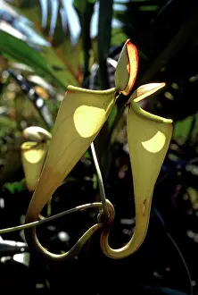 Pitcher: PITCHER PLANT