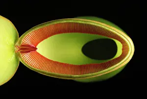 Puzzle: Pitcher Plant - from above
