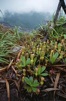 Pitcher: Pitcher plant