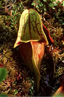 Strange: PITCHER PLANT -
