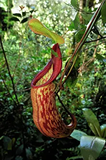 Pitcher: Pitcher plant - carnivorous plant