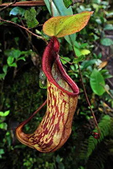 Pitcher: Pitcher plant - carnivorous plant