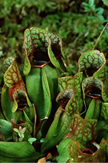 Bogs: PITCHER PLANT - CLOSE UP