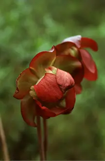 Bogs: PITCHER PLANT - close-up