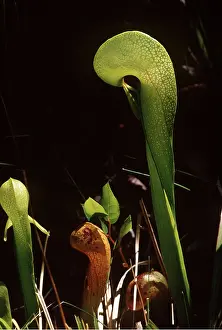 Kenneth Hoyle: PITCHER PLANT / COBRA LILY