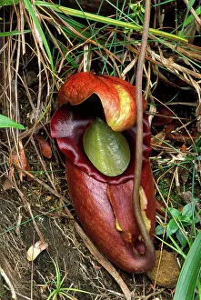 Pitcher: PITCHER PLANT - Endemic to Mount Kinabalu