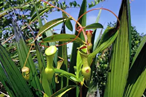 Pitcher: PITCHER PLANT - Insect eating