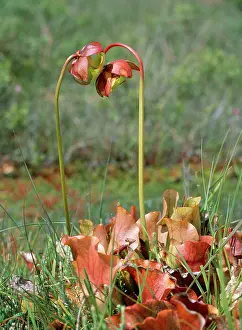 Pitcher: Pitcher Plant - insectivorous