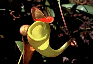 Pitcher: PITCHER PLANT - MADAGASCAR