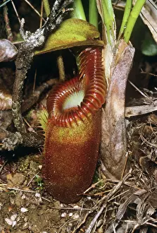 Pitcher: PITCHER PLANT - MOSSY & FLOWER