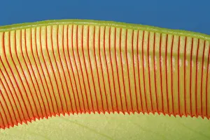 Pitcher: Pitcher Plant - the top of the pitcher are covered