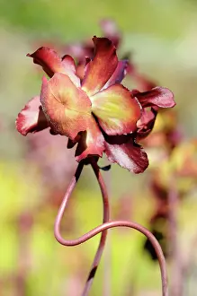 Stems: Pitcher plant, Sarraceria courtii, Two entwined stems growin