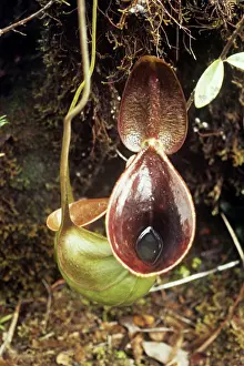 Pitcher: Pitcher Plant - showing water inside
