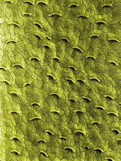 Slippery: Pitcher Plant - the smooth and slippery surface