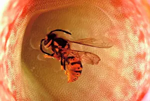 Victims: Pitcher Plant - a wasp drowning in the digestive liquid