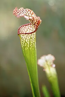 Sarracenia: Pitcherplant