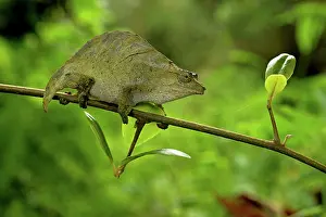 Rhampholeon: Pitless Pygmy Chameleon - adult female on a branch