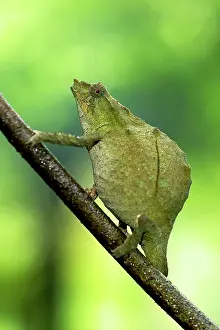 Rhampholeon: Pitless Pygmy Chameleon - adult female on a branch